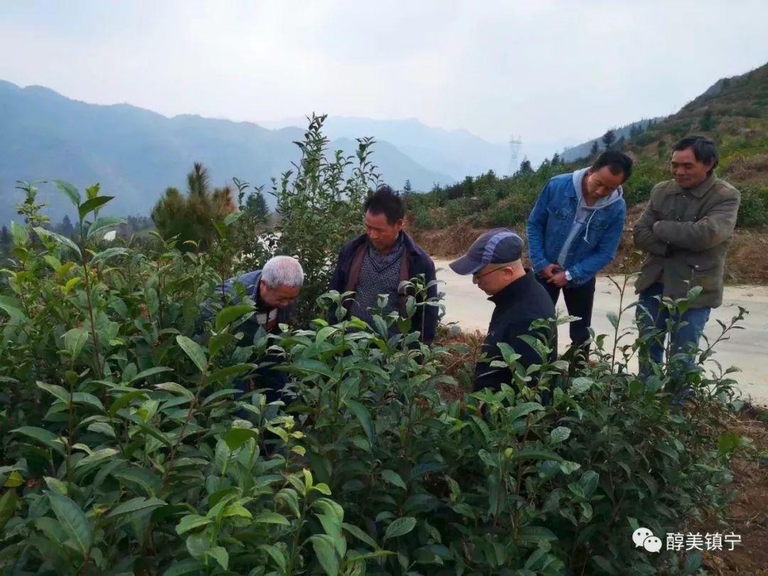 揭秘精準一肖預測，揭秘背后的秘密與真相，揭秘精準生肖預測背后的真相與秘密